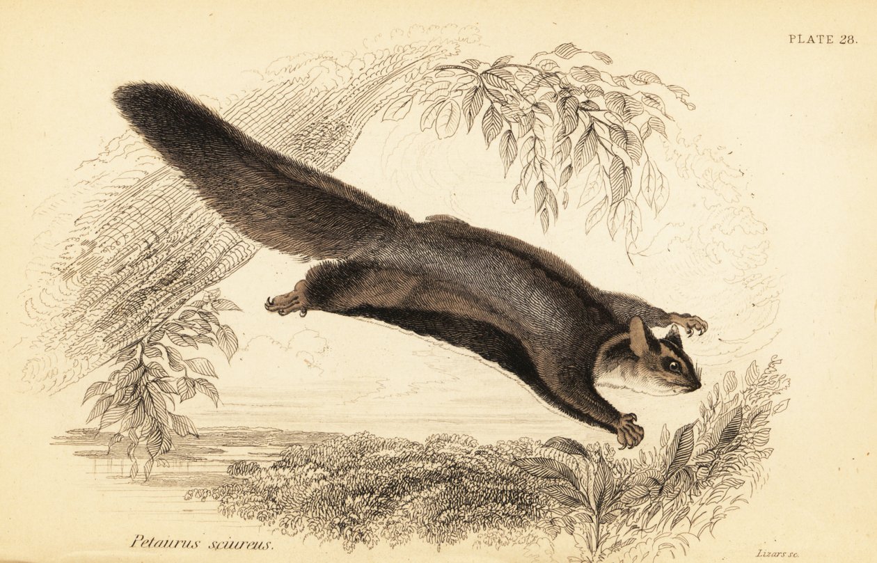 Squirrel glider, Petaurus norfolcensis door Georges Robert Waterhouse