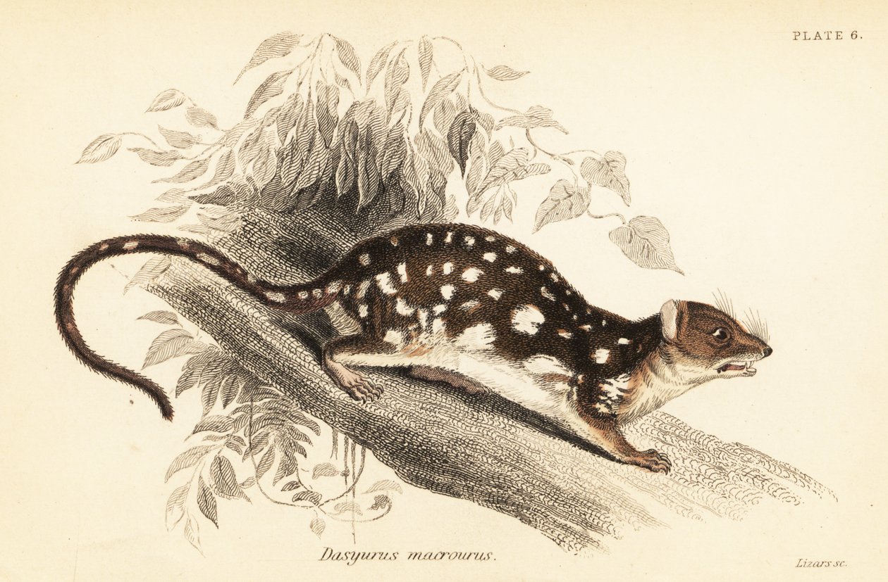 Tijgerquoll, Dasyurus maculatus, 1841 (gravure) door Georges Robert Waterhouse