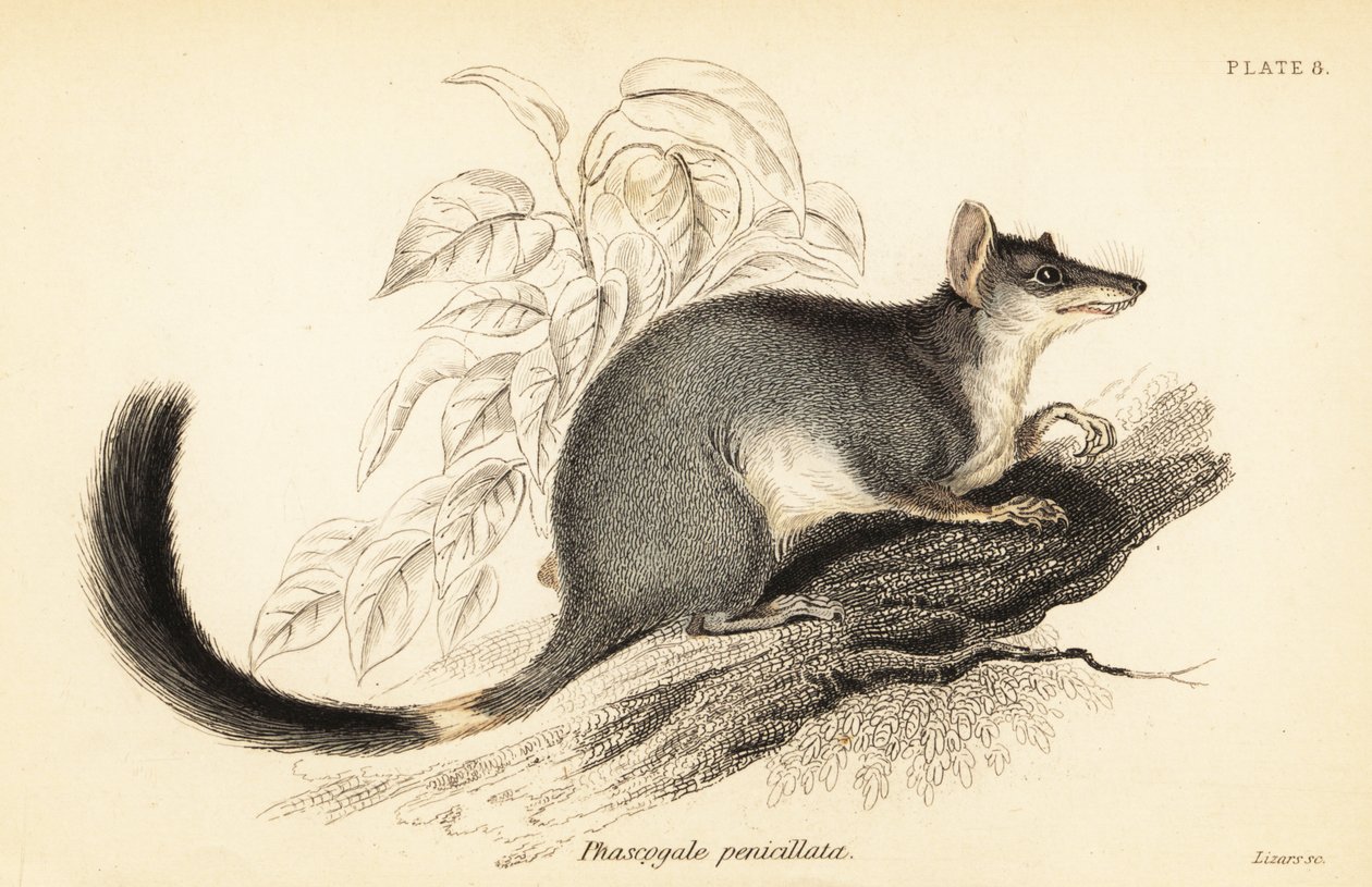 Tuan of gewone wambenger, Phascogale tapoatafa, 1841 (gravure) door Georges Robert Waterhouse