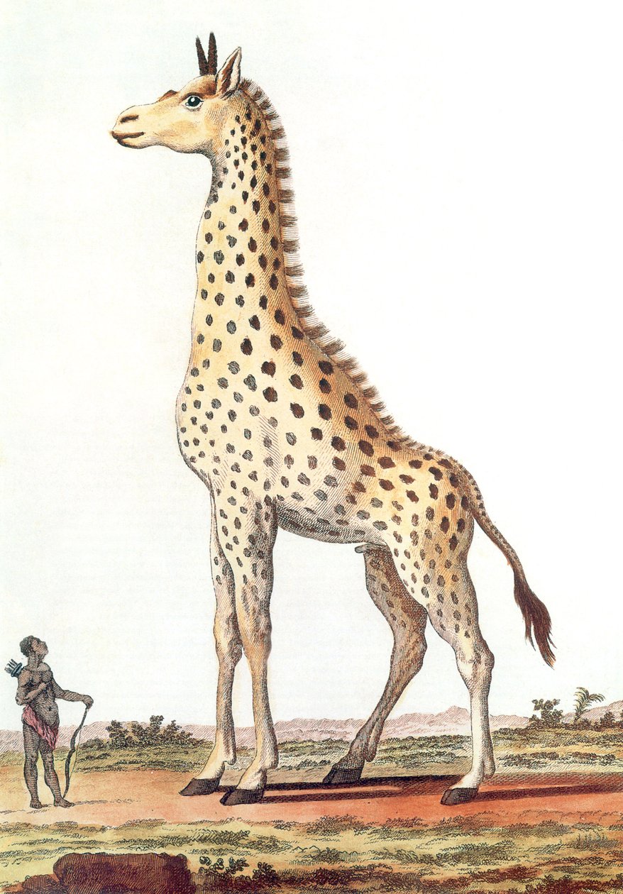 Tekening van een fantastische mannelijke giraffe door Georges de Buffon