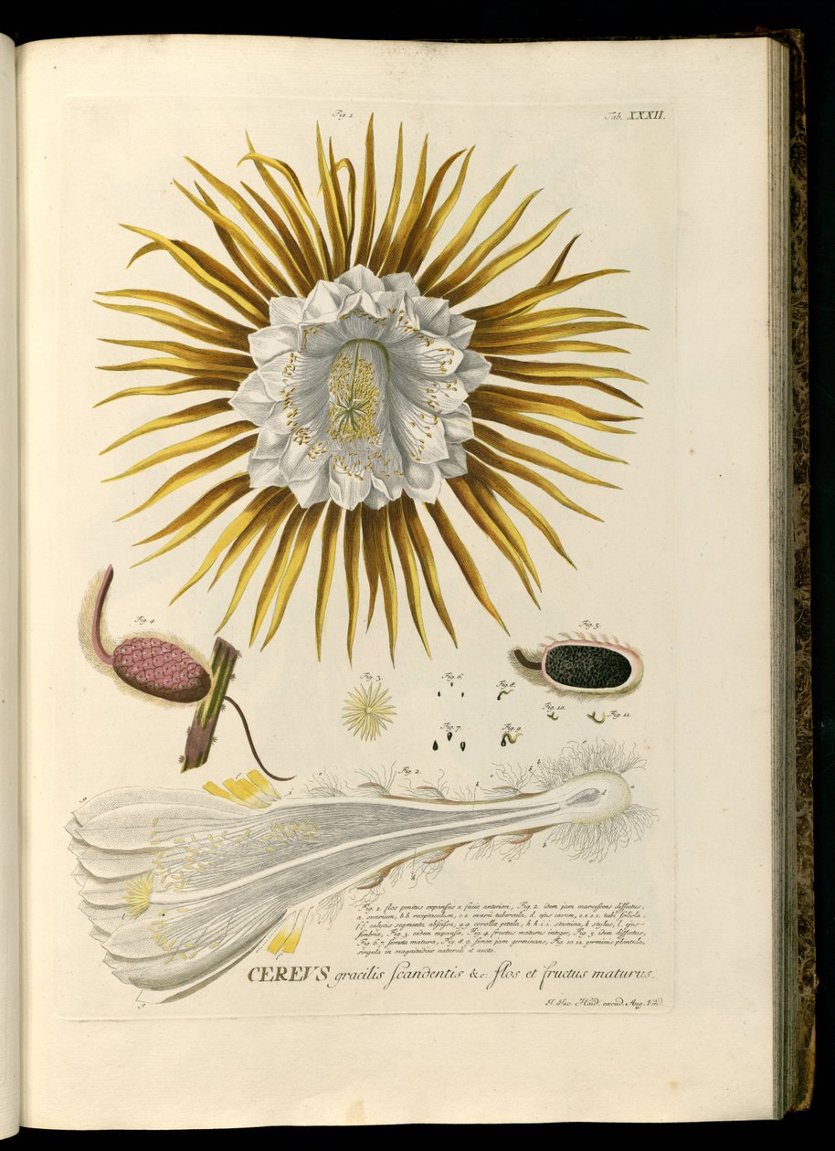Selenicereus grandiflorus door Georg Dionysius Ehret