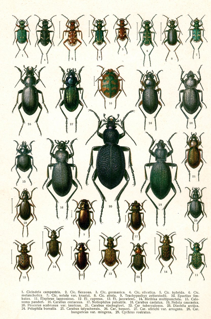 Antieke Print van Variëteiten van Europese Kevers, c.1910 door Georgiy Jacobson