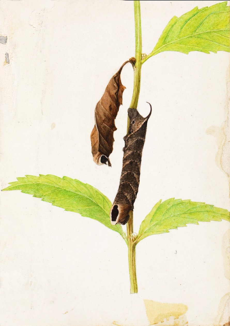 Gekruld dood blad dat sfinxrups nabootst, studie voor boek Concealing Coloration in the Animal Kingdom door Gerald H. Thayer