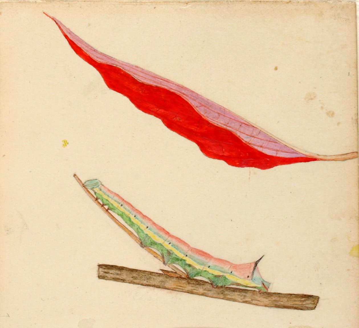 "Spiegelrups, studie voor boek "Concealing Coloration in the Animal Kingdom door Gerald H. Thayer
