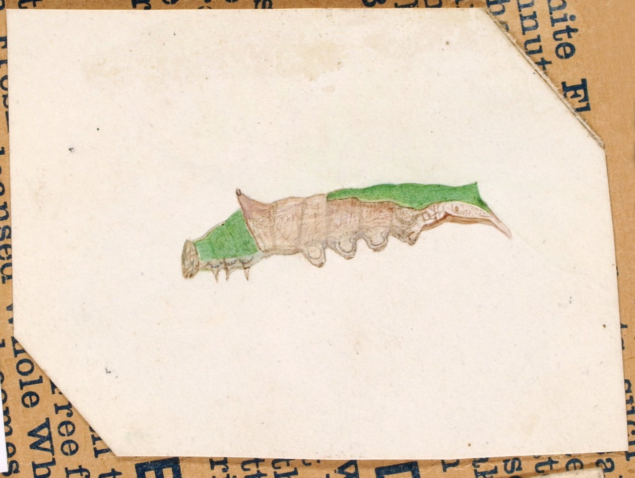 Eikenbladrandrups, studie voor boek Concealing Coloration in the Animal Kingdom door Gerald H. Thayer