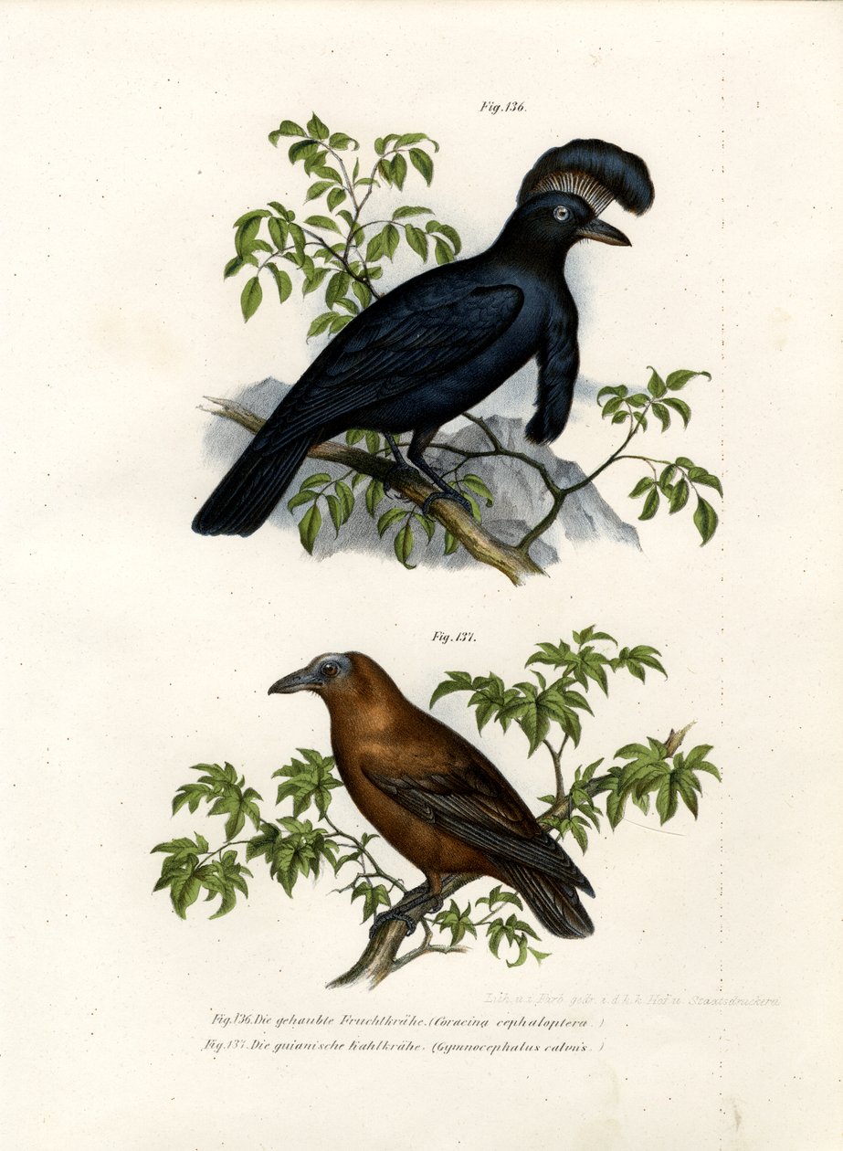 Amazonische Parapluvogel, 1864 door German School