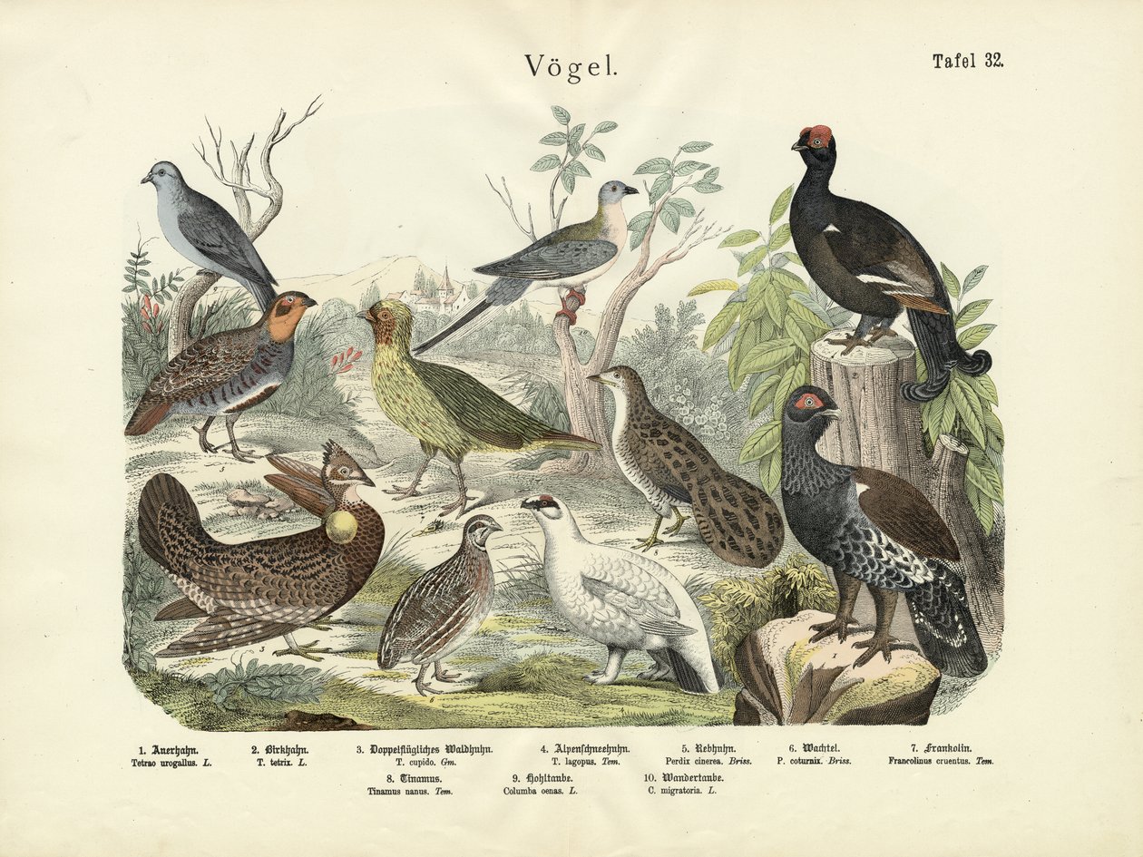 Vogels, ca. 1860 door German School