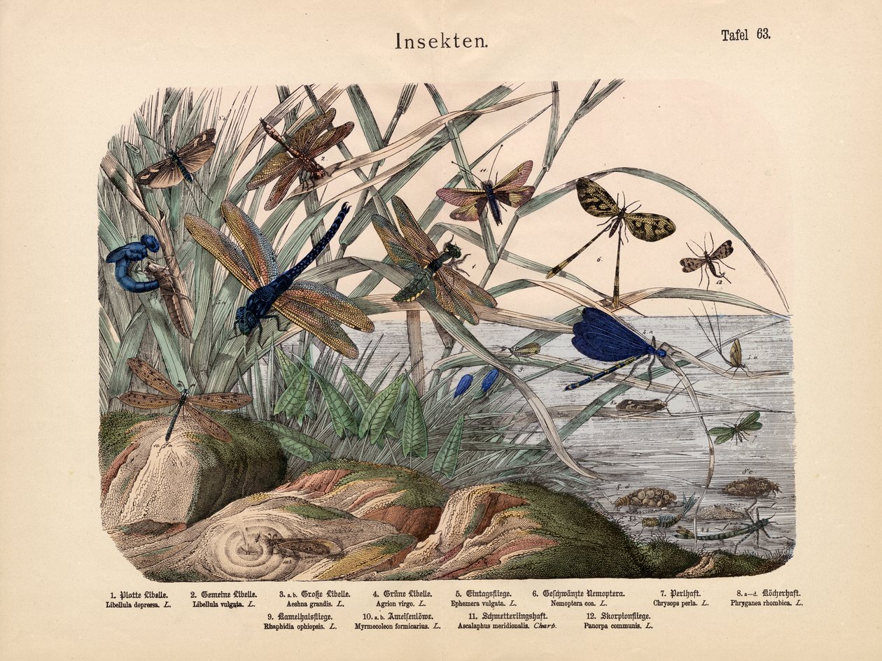 Insecten, ca. 1860 door German School