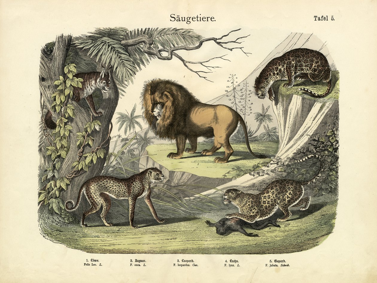 Zoogdieren, ca. 1860 door German School