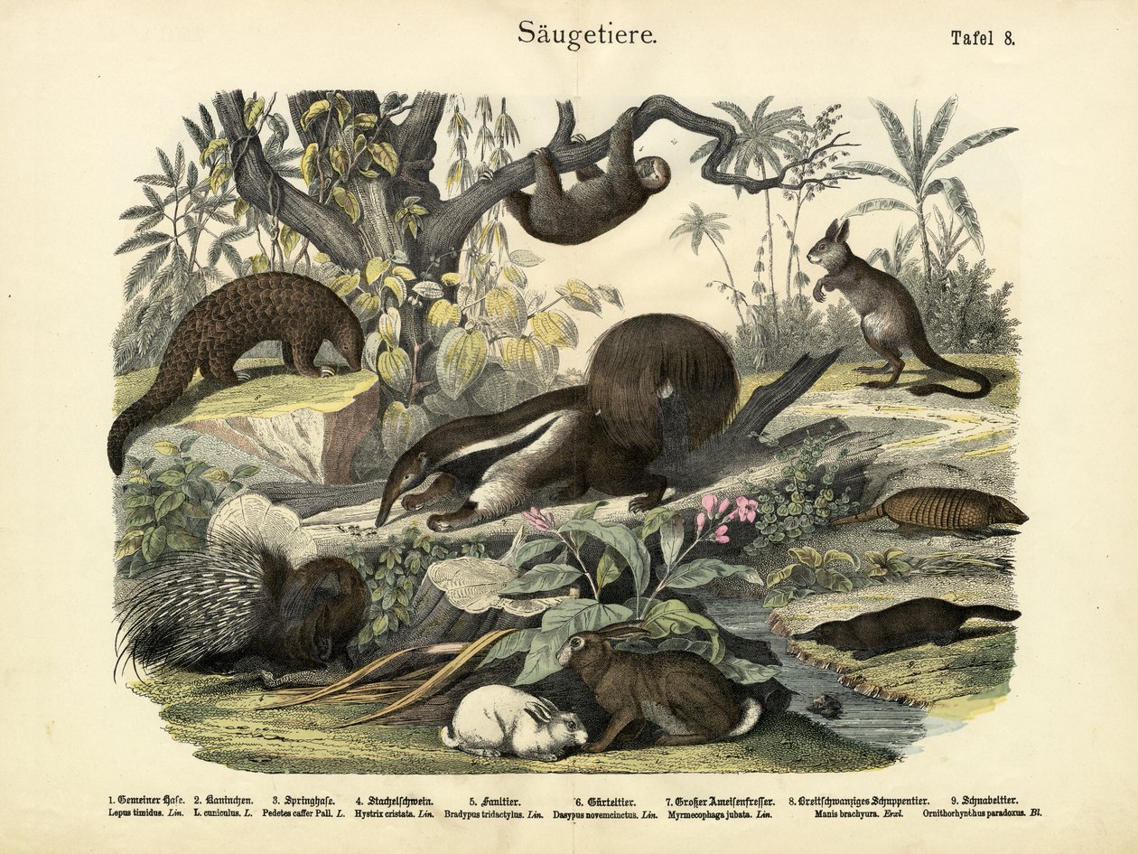 Zoogdieren, ca. 1860 door German School