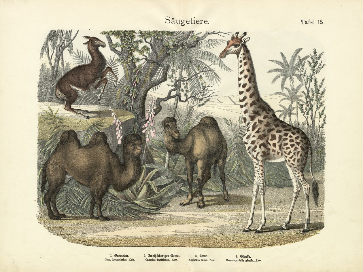 Zoogdieren, ca. 1860 door German School