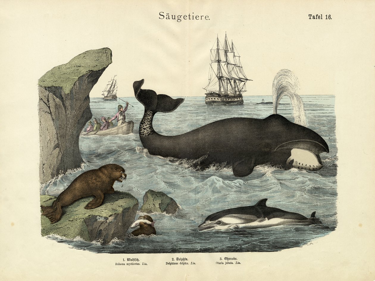 Zoogdieren, ca. 1860 door German School