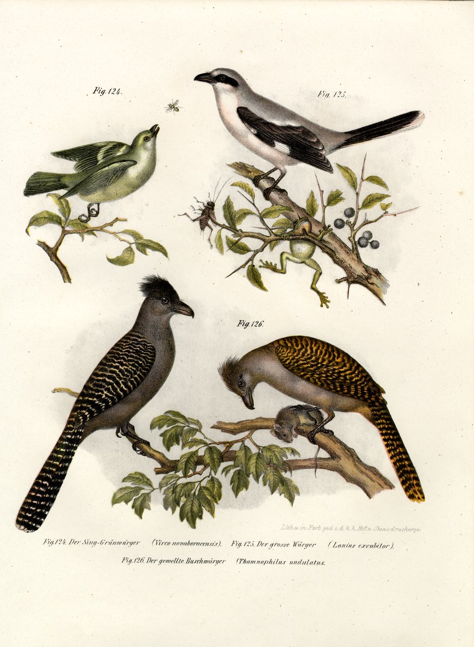 Witoogvireo, 1864 door German School