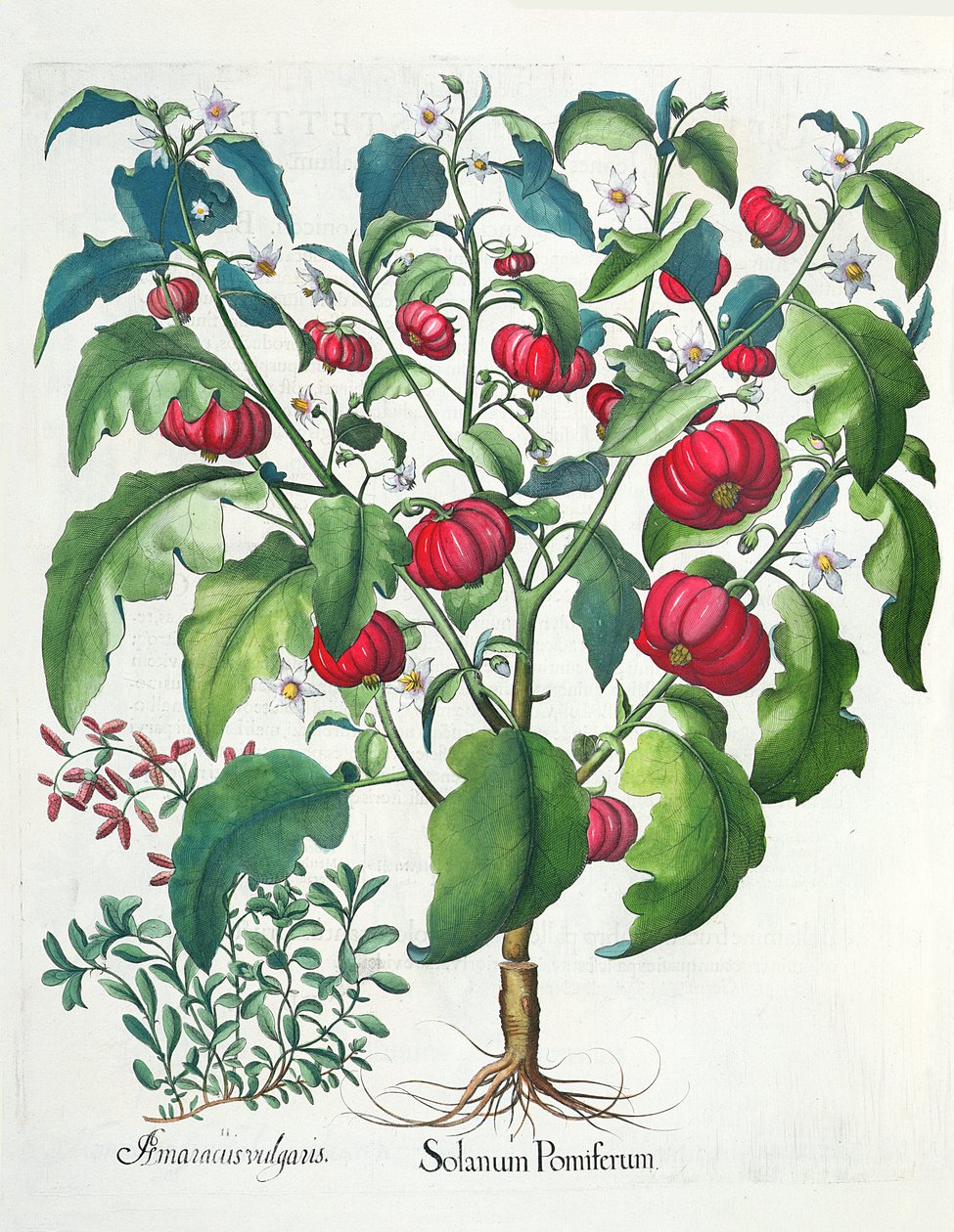 1.Solanum Pomiferum; 2.Amaracus vulgaris, uit de Hortus Eystettensis door Basil Besler (1561-1629), uitgegeven 1613 door German School