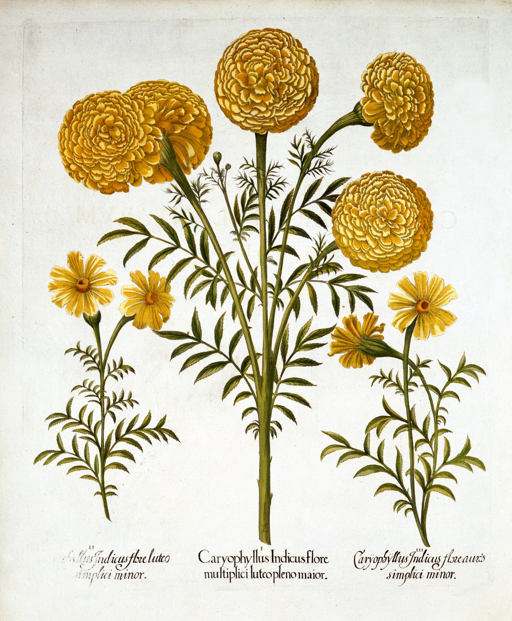 Afrikaanse Goudsbloem en Franse Goudsbloemen, uit Hortus Eystettensis, door Basil Besler, gepubliceerd 1613 door German School