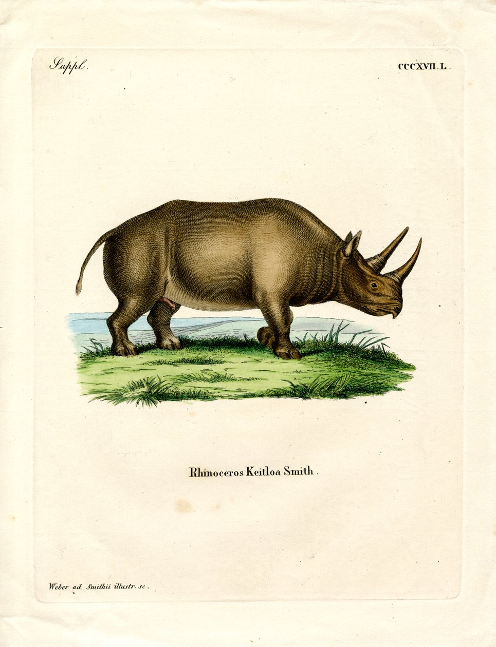 Afrikaanse Neushoorn door German School
