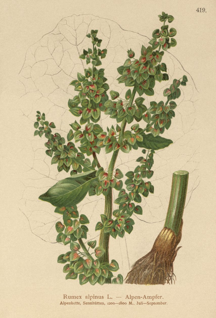 Alpen Zuring (Rumex alpinus) door German School