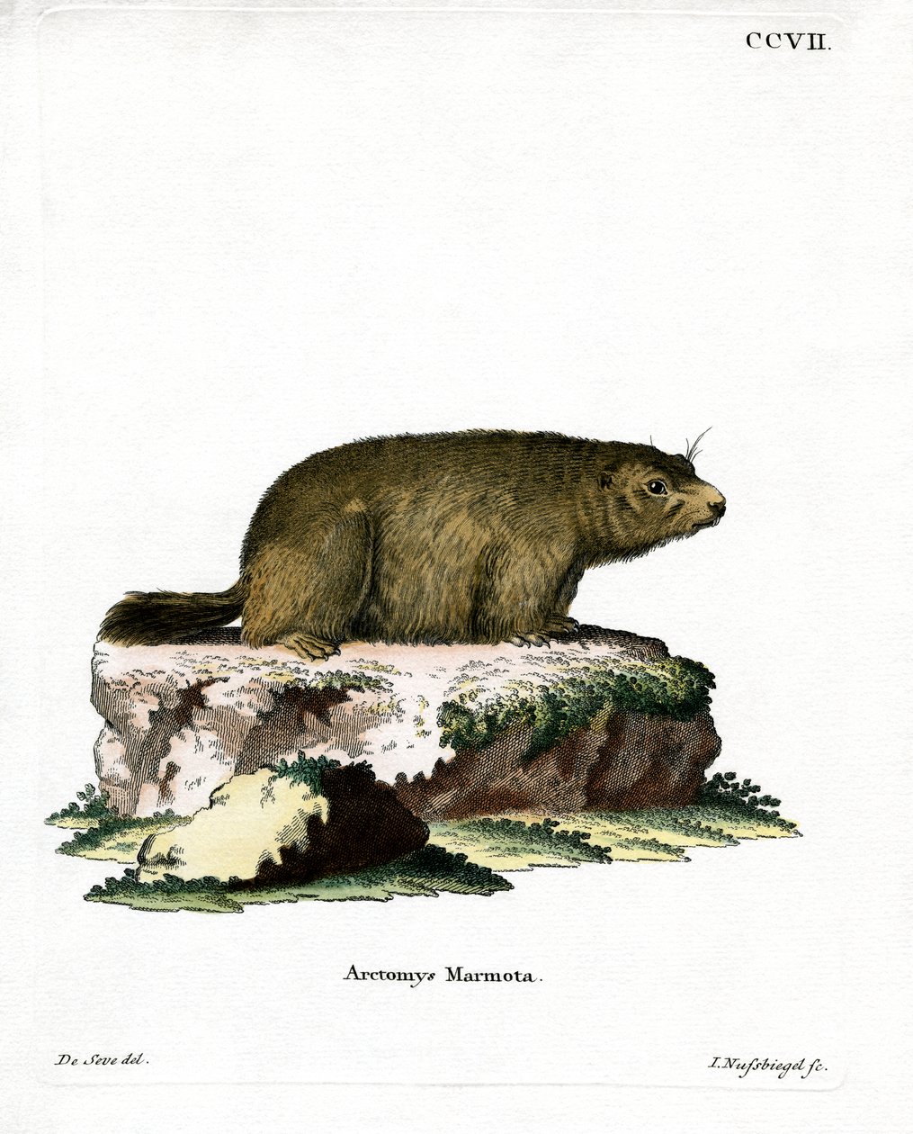 Alpenmarmot door German School