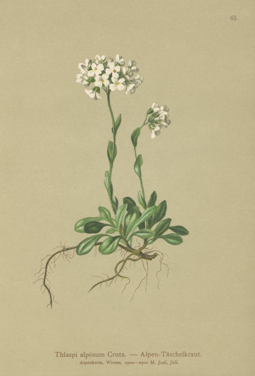 Alpen Pennycress door German School