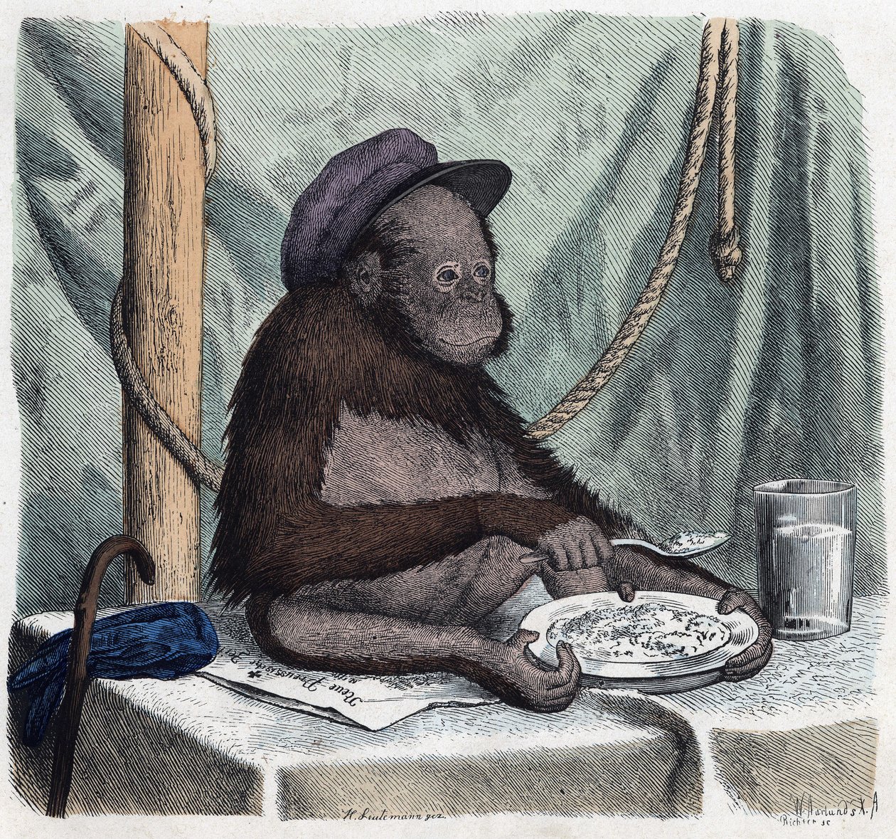 Een opgeleide orang-oetan eet rijst met een lepel. In 