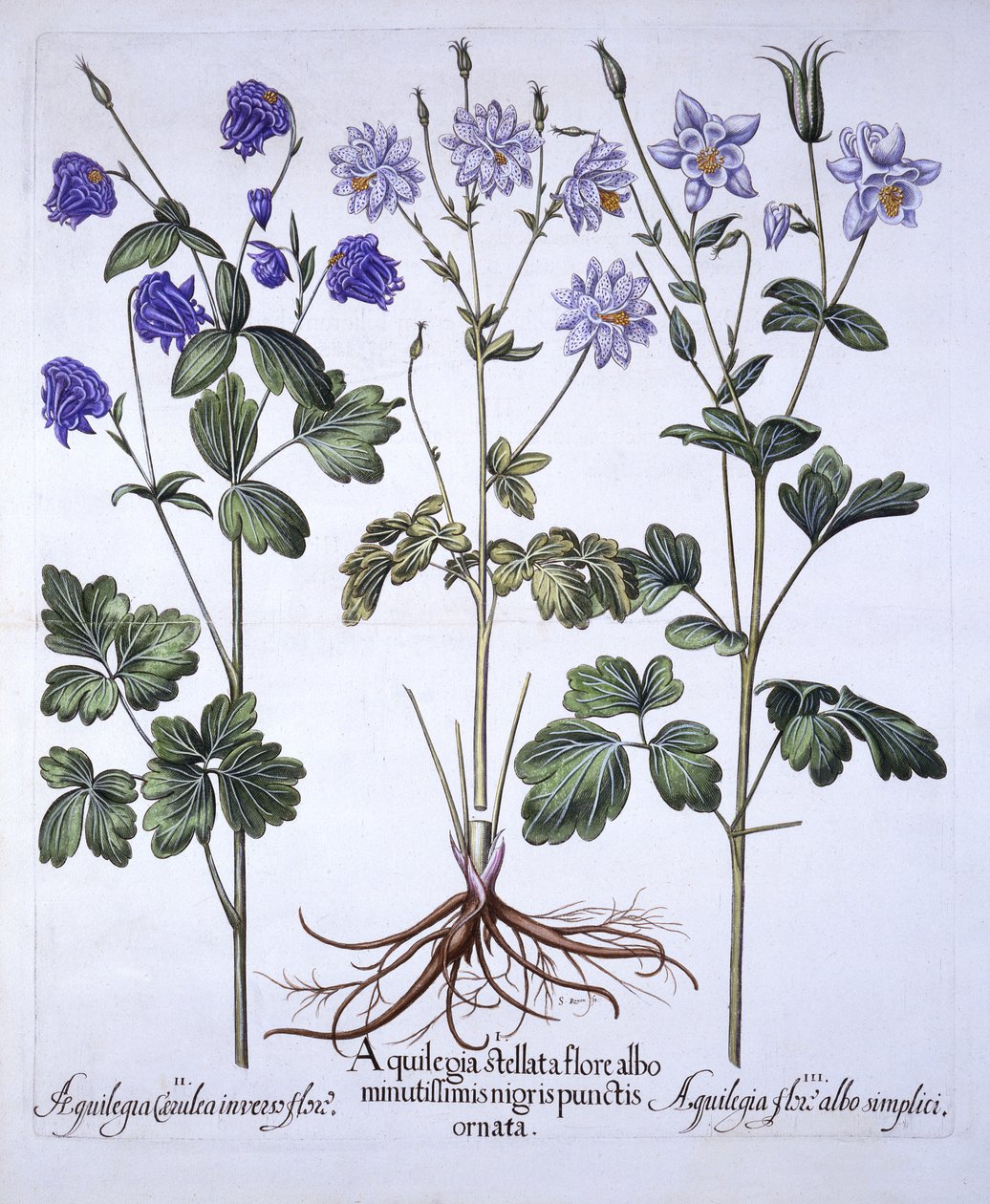 Akelei, uit Hortus Eystettensis, door Basil Besler, 1613 door German School