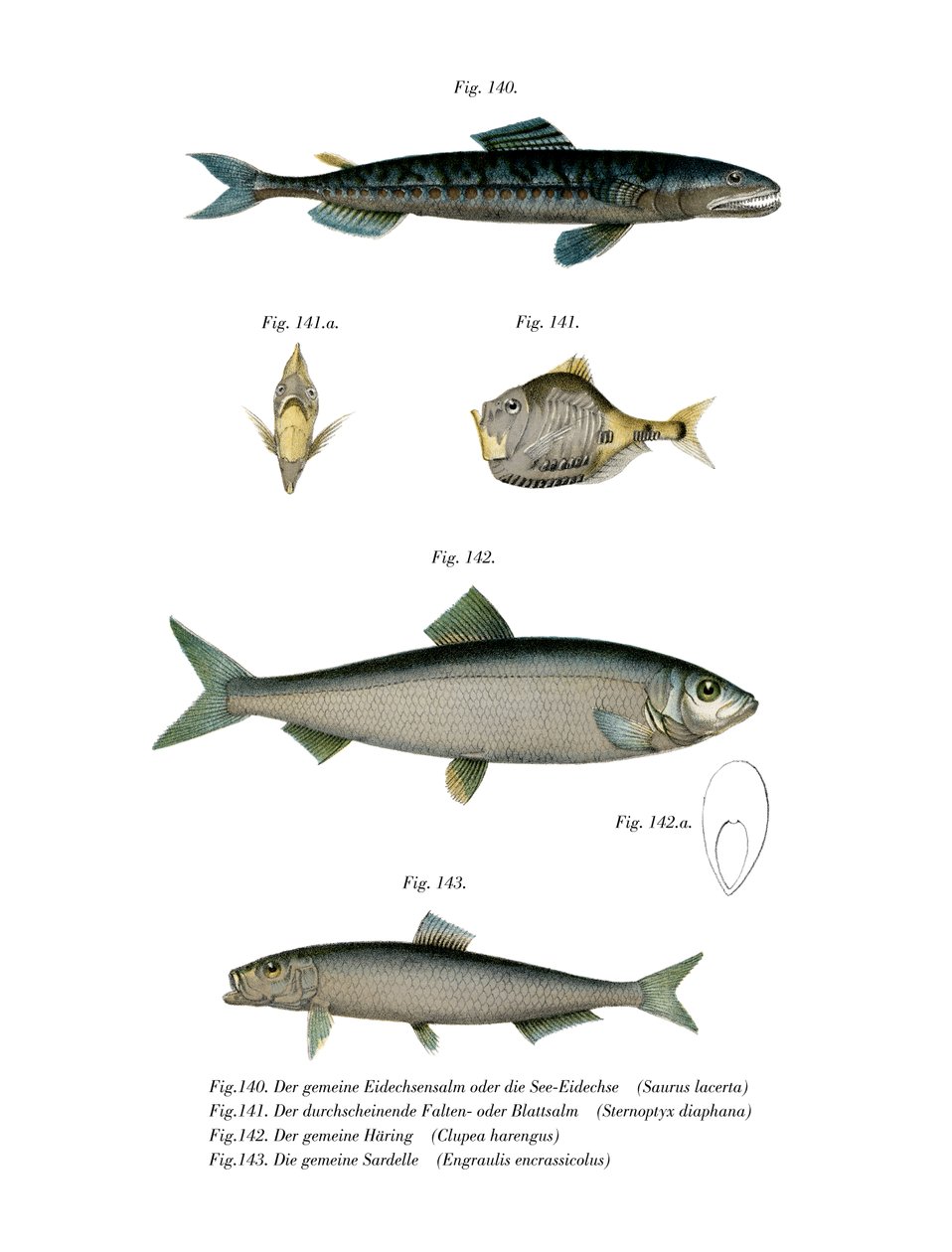Atlantische Saury door German School
