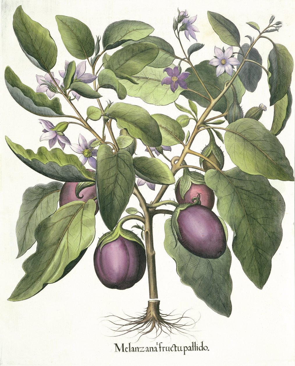 Aubergine: Melanzana fructu pallido, uit de Hortus Eystettensis door Basil Besler (1561-1629), uitgegeven 1613 door German School