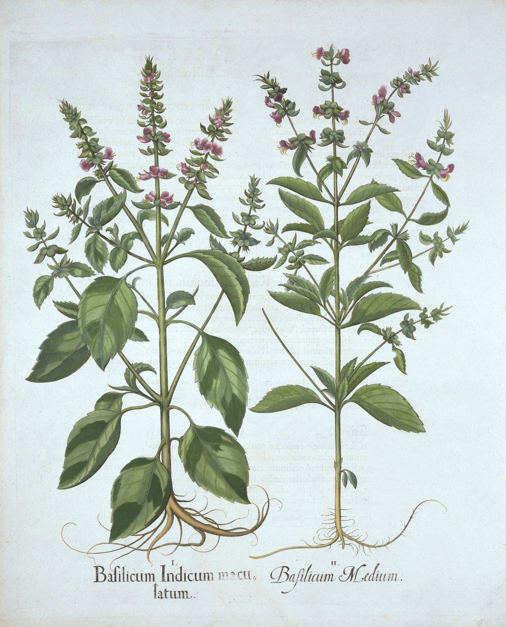 Basilicum, uit Hortus Eystettensis, door Basil Besler, gepubliceerd 1613 door German School