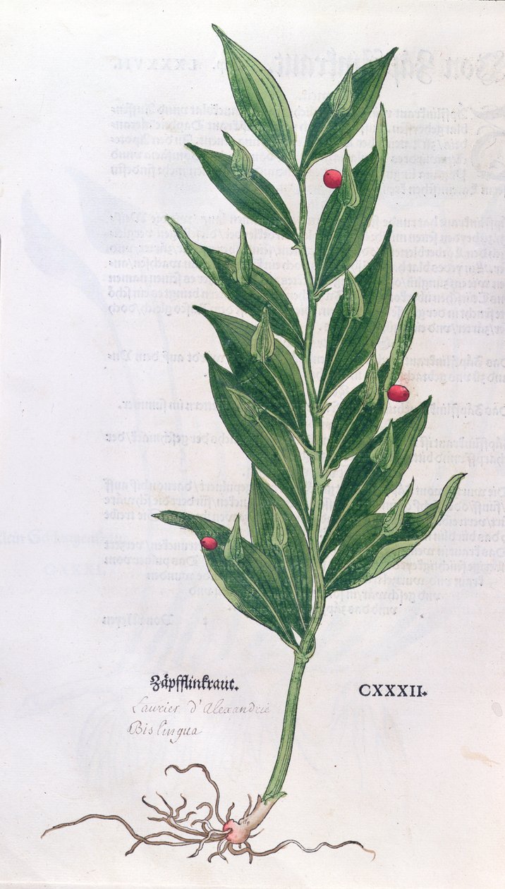 Laurierboom, illustratie voor Het Herbarium door Leonhart Fuchs (1501-66), gepubliceerd in Basel, 1555 (kleurgravure) door German School