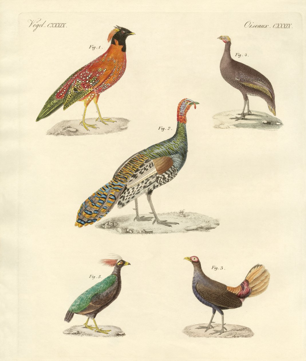 Mooie kipachtige vogels door German School