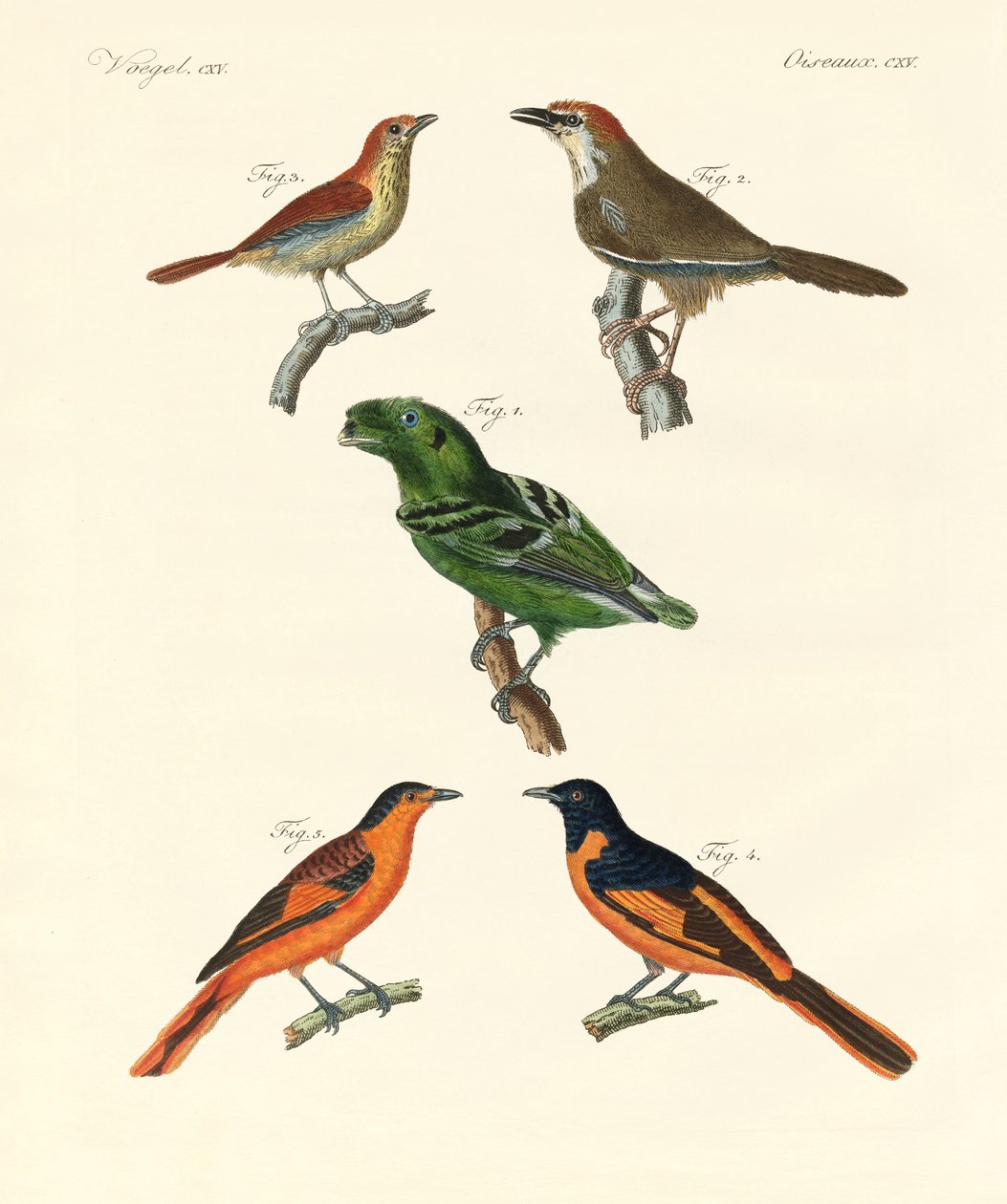 Mooie en vreemde buitenlandse vogels door German School