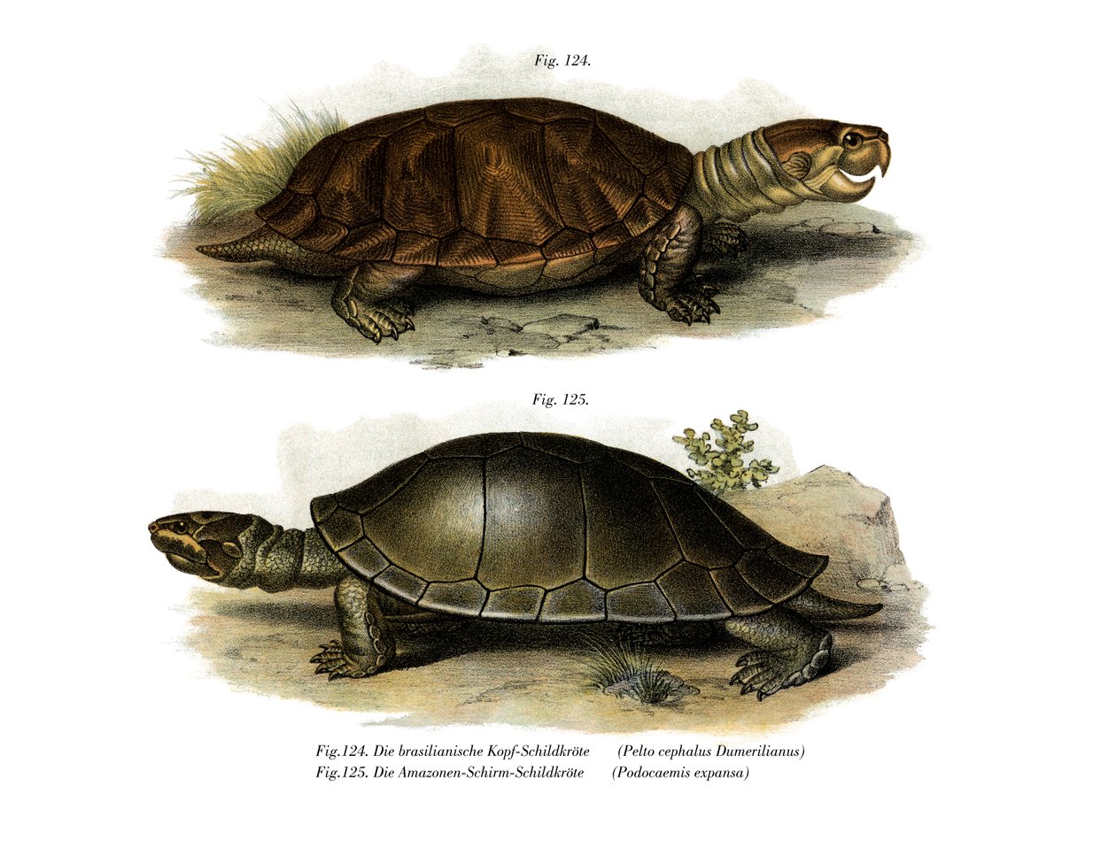 Grootkoppige Amazone-rivierschildpad door German School