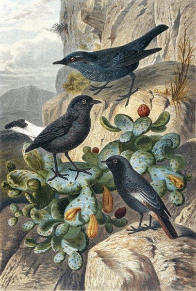 Blauwe Rotslijster, Zwarte Tapuit en Roodstaart, plaat uit "Brehms Tierleben: Allgemeine Kunde des Tierreichs", deel 4, p. 57, uitgegeven door Bibliographisches Institut door German School