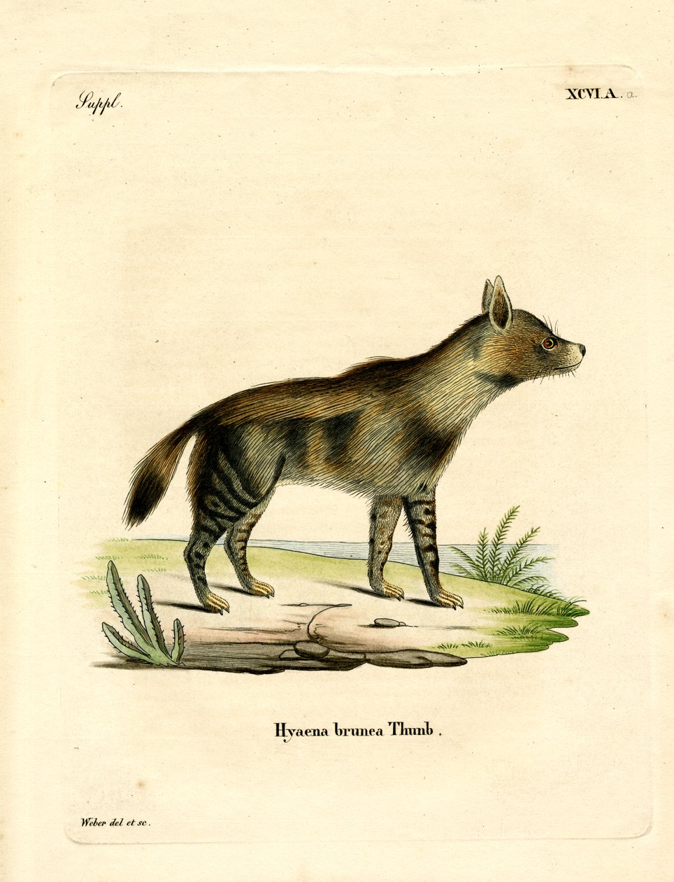 Bruine Hyena door German School