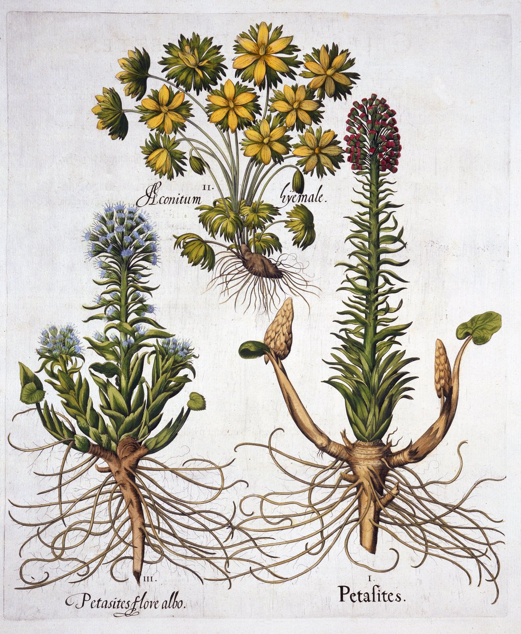 Groot Hoefblad en Winterakoniet, uit Hortus Eystettensis, door Basil Besler, 1613 door German School