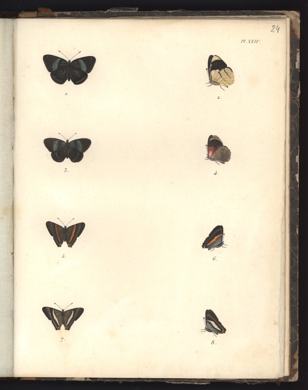 Vlinders, Pl. XXIV, illustratie uit Recueil d