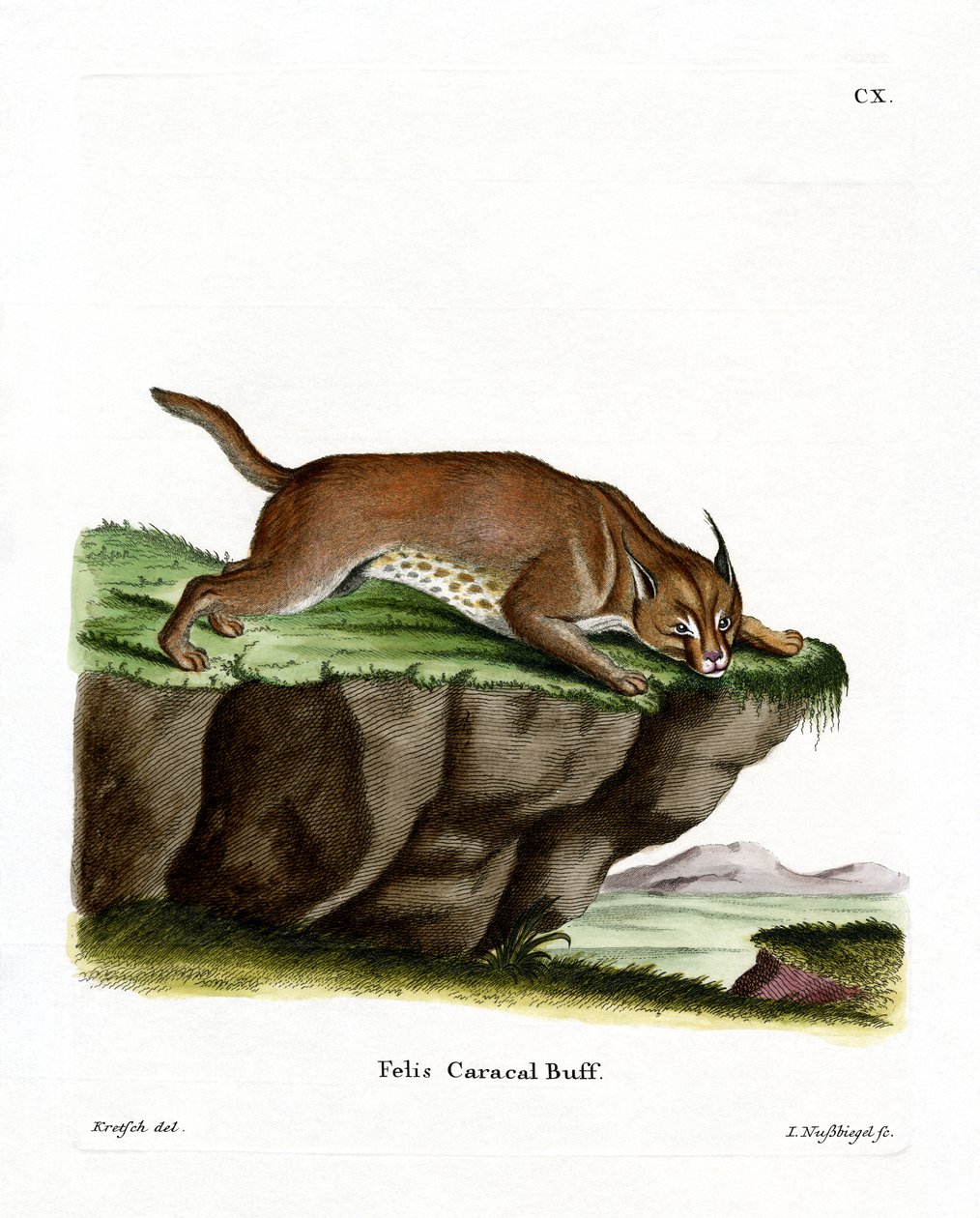 Caracal door German School