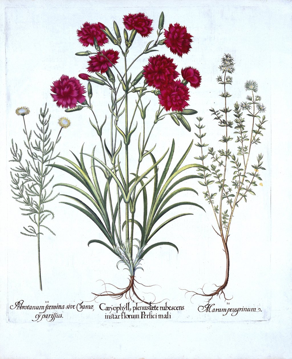 Anjer, Kattenkruid en Gewone Lavendel, uit Hortus Eystettensis, door Basil Besler, 1613 door German School