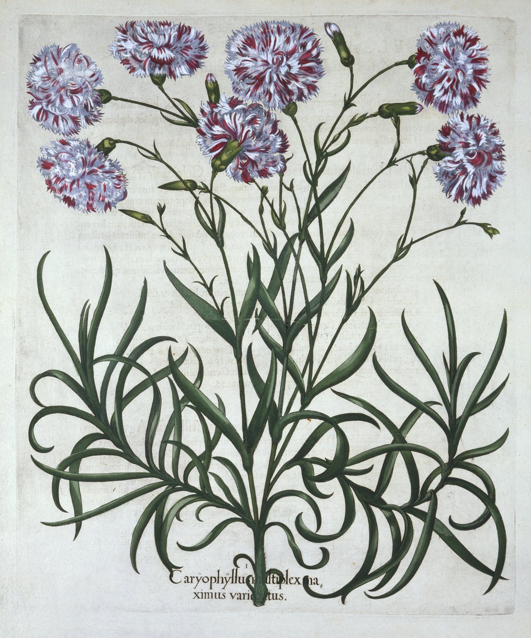 Anjer, uit Hortus Eystettensis, door Basil Besler, gepubliceerd 1613 door German School