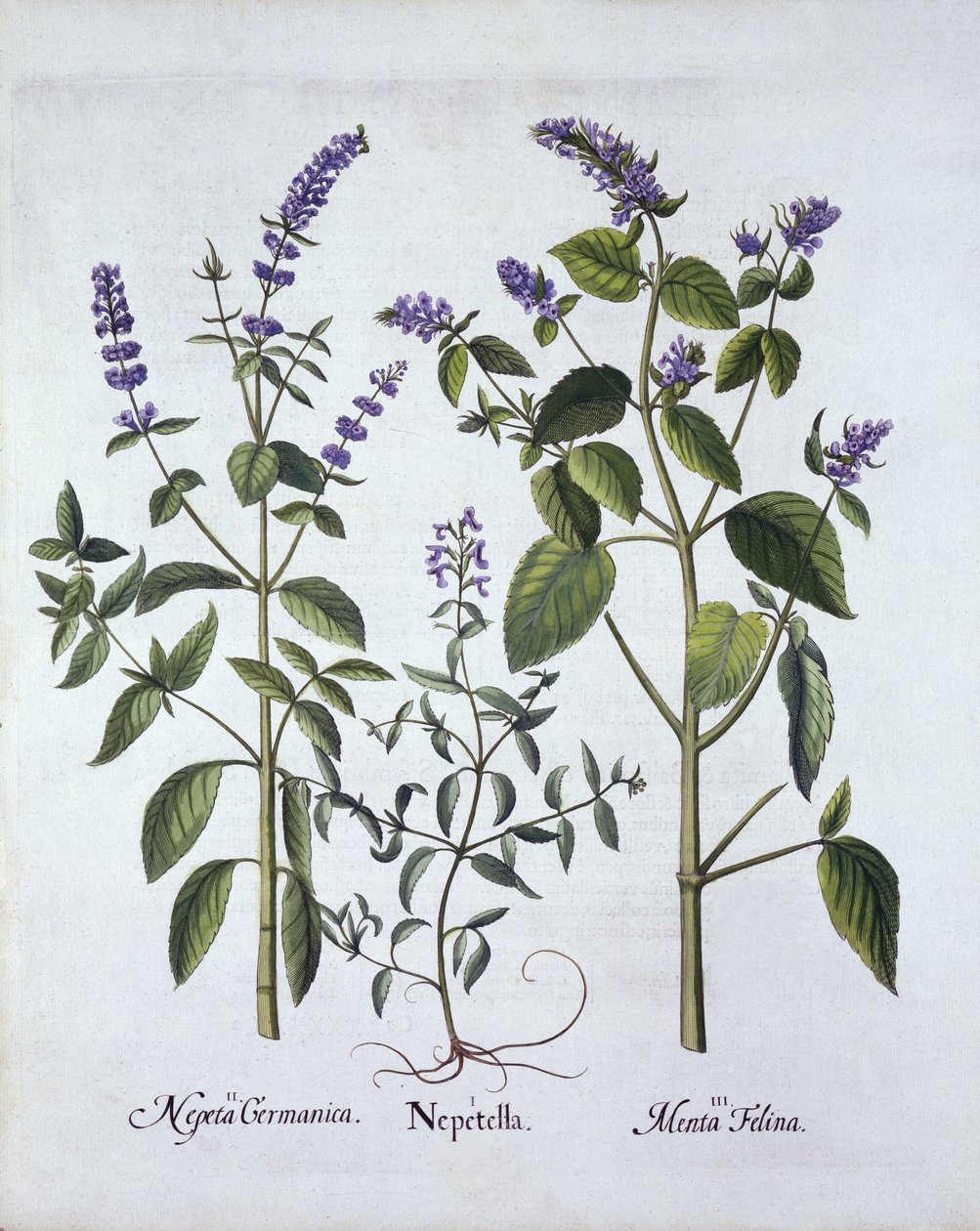 Kattekruid en Kattenkruid, uit Hortus Eystettensis, door Basil Besler, gepubliceerd 1613 door German School
