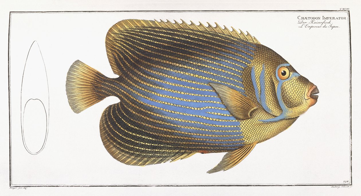 Chaetodon Imperator door German School