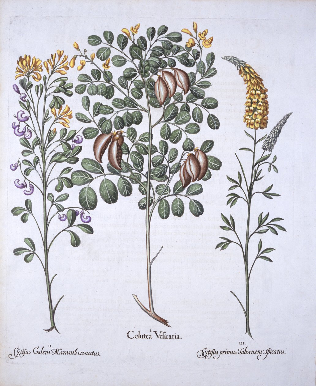 Coluteaboom en Cytisus variëteiten, uit Hortus Eystettensis, door Basil Besler, 1613 door German School