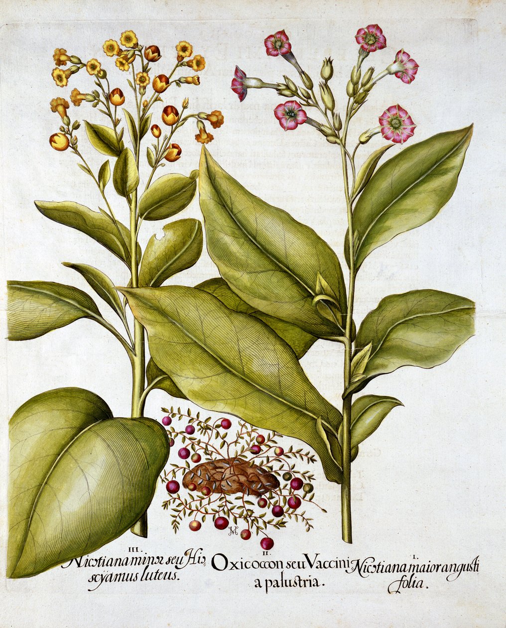 Veenbes en Bloeiende Tabak, uit Hortus Eystettensis, door Basil Besler, 1613 door German School