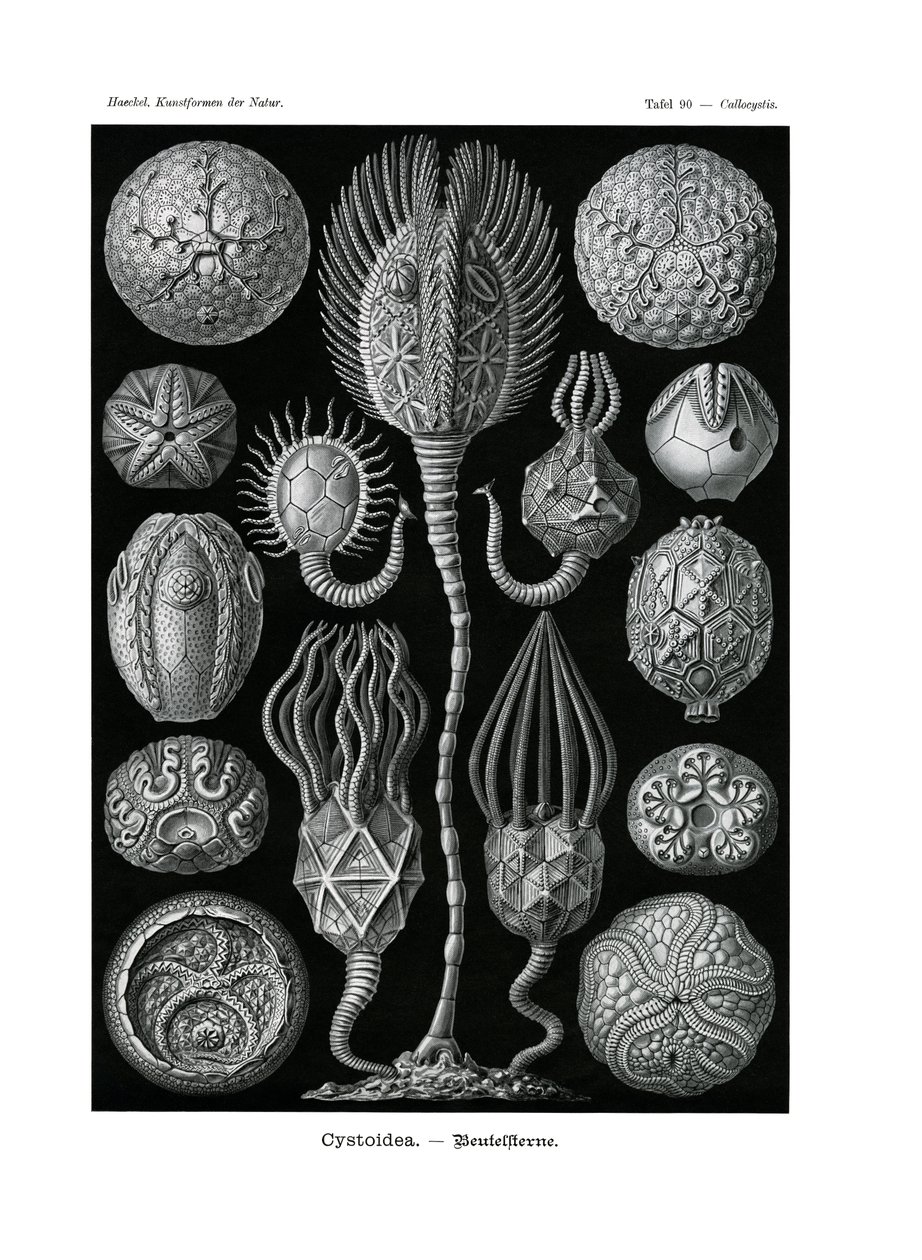 Cystoidea door German School