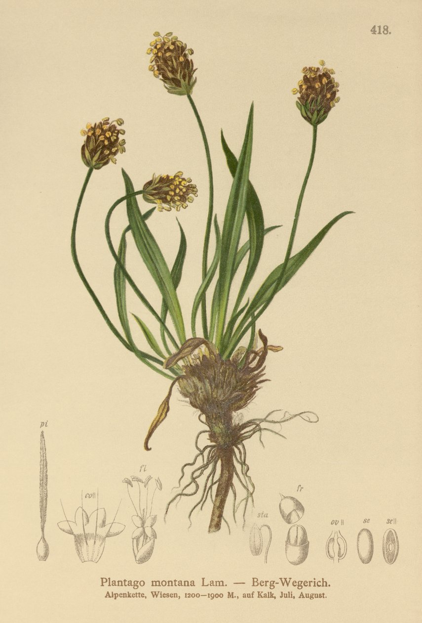 Donkere Weegbree (Plantago atrata, Plantago montana) door German School