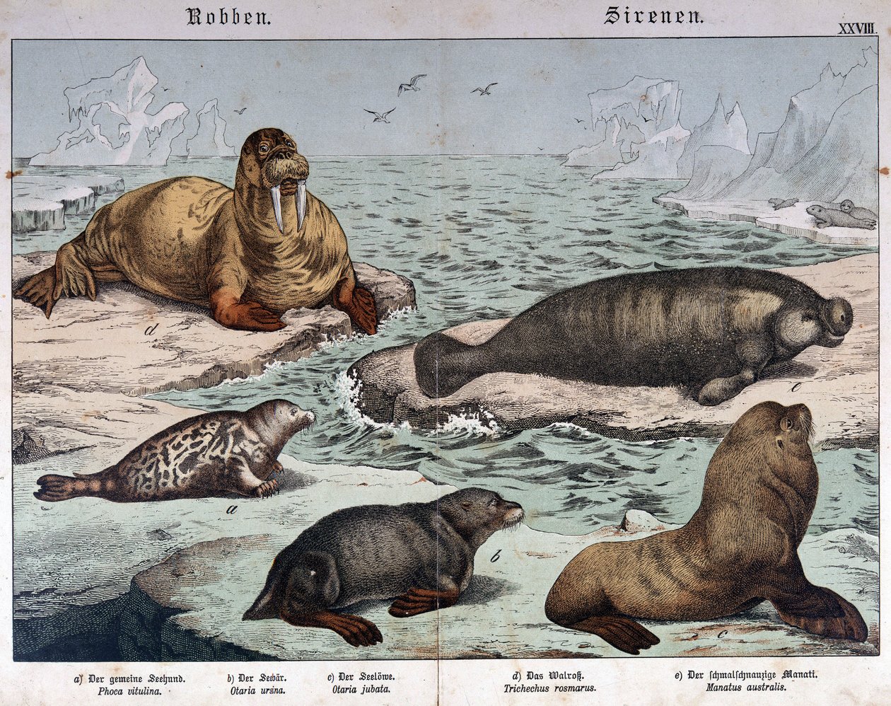 Verschillende soorten zeehonden (gemarmerde zeehond links), walrus (linksboven) en zeeleeuwen - in 