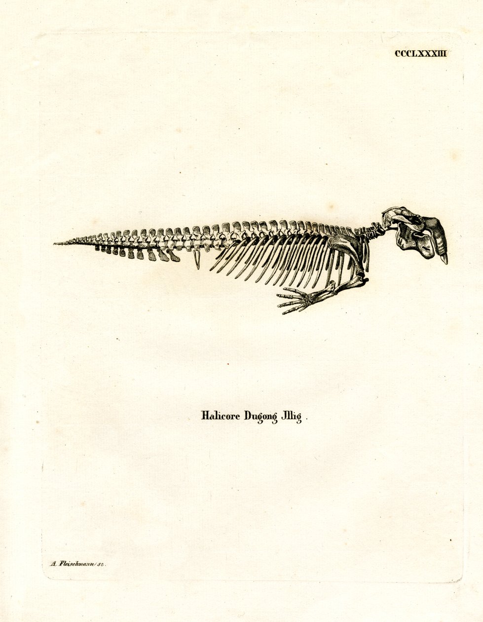 Dugong Skelet door German School