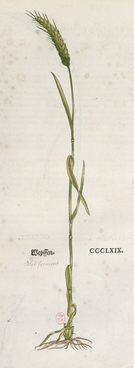 Aar van tarwe, uit Het Herbarium door Leonhart Fuchs (1501-66), gepubliceerd in Basel, 1555 (kleurgravure) door German School