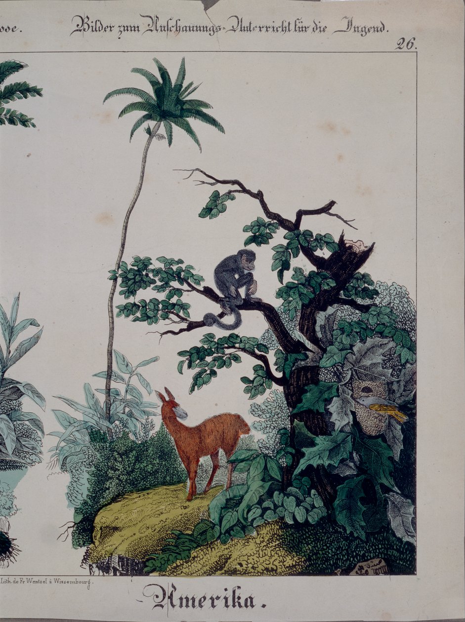 Educatieve poster met flora en fauna van Zuid-Amerika, rechterkant, uitgegeven door F. Wentzel, Weissenburg, 1840 door German School