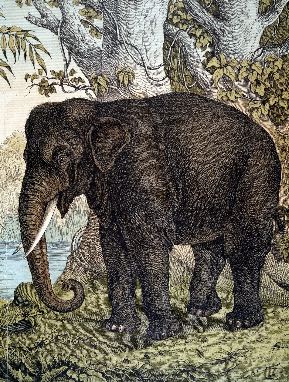 Olifant - in 